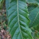 Castanea sativa Лист