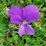 Viola calcarata花