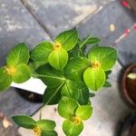 Euphorbia wallichii Folha