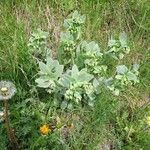 Cerinthe glabra Alkat (teljes növény)