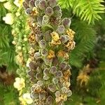 Verbascum nigrum 果