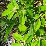 Croton monanthogynus Blad