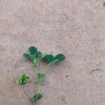 Medicago rigidula Leaf