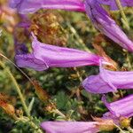 Penstemon davidsonii Blüte