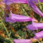 Penstemon davidsonii Kukka