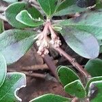 Arctostaphylos uva-ursi Blomma