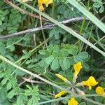 Hippocrepis comosa Blatt