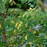 Caragana arborescens ഇല