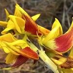 Crotalaria rogersii Λουλούδι