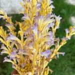 Orobanche ramosa Flower