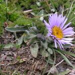 Erigeron multiradiatus Hábito