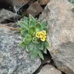 Draba jorullensis Blad