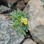 Draba jorullensis Leaf