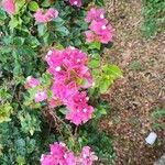 Bougainvillea glabraBlodyn