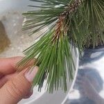 Pinus nigraLeaf