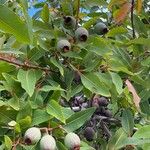 Corymbia ficifolia Ffrwyth