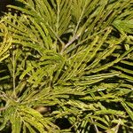 Senegalia tenuifolia Feuille