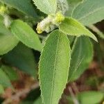 Mucuna pruriens Leaf