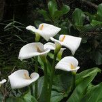 Zantedeschia aethiopica ശീലം