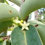 Erythroxylum coca Flor