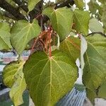 Idesia polycarpa Leaf