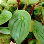 Peperomia argyreia Blad