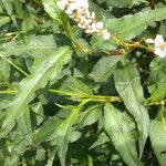 Persicaria segetum Хабит