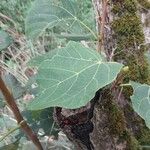 Tilia chinensis Hoja
