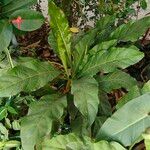 Anthurium hookeri Leaf