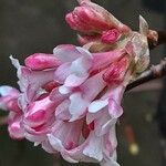 Viburnum × bodnantense Flor