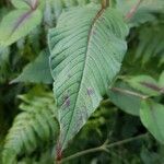 Persicaria campanulata Leaf