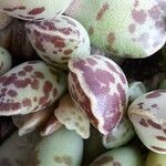 Adromischus cooperi Folha