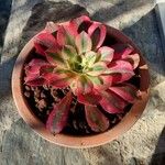 Aeonium decorum 葉