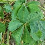 Parthenocissus quinquefolia Levél