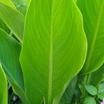 Canna x generalis Leaf