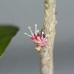 Pycnandra blanchonii 樹皮