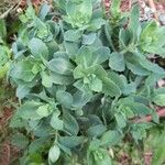 Hylotelephium spectabile Folha