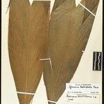 Geonoma leptospadix Hoja