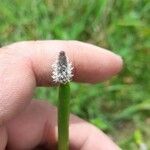 Eleocharis elegans Flower