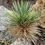 Yucca harrimaniae عادت