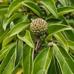 Cornus capitata 果