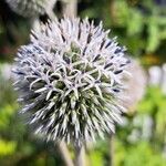 Echinops sphaerocephalus Цветок