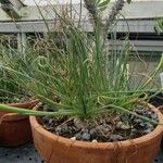 Albuca namaquensis Leaf