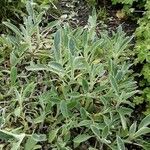 Sideritis syriaca List