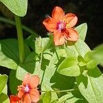 Lysimachia arvensis Fleur