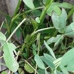 Trifolium alexandrinum Fulla