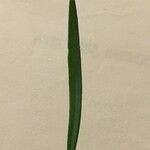 Iberis linifolia Mosusu