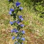 Echium vulgareFlower