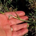 Digitaria ternata عادت داشتن