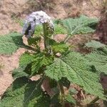 Heliotropium indicum Leaf